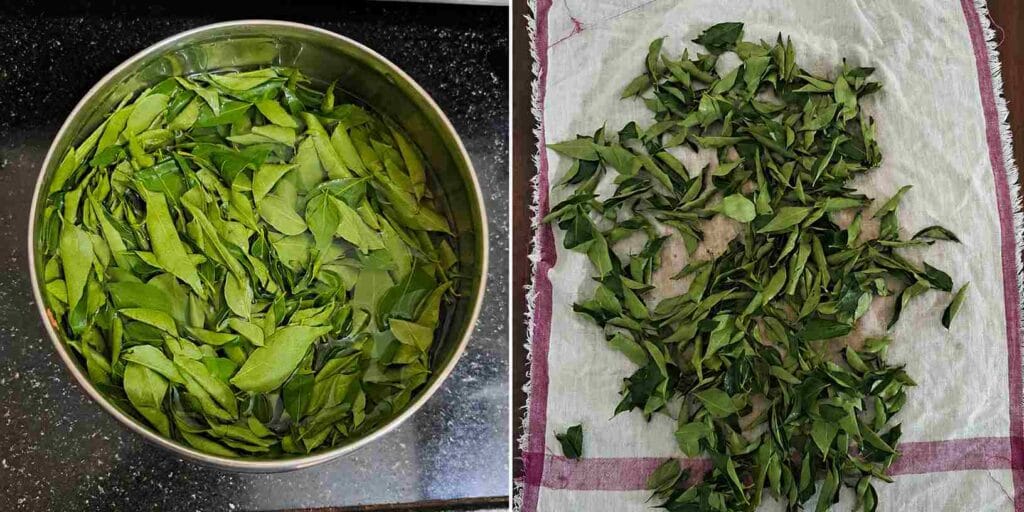 Fresh curry leaves washed and dried on cloth before making healthy curry leaves laddu