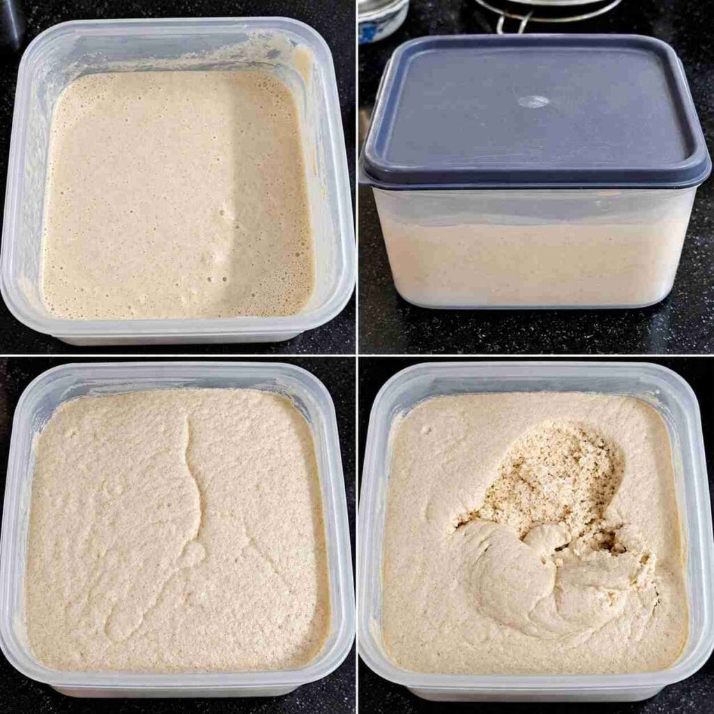 Fermented Thinai Dosa batter showing the risen batter in a container